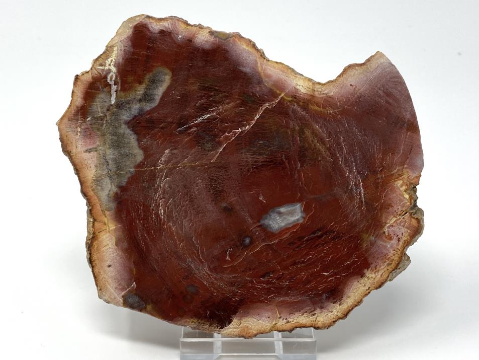 Fossilised Wood Slice 11.5cm | Image 1