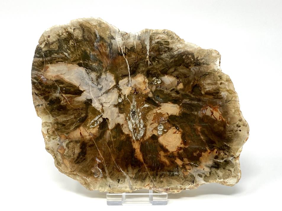 Fossilised Wood Slice 16.3cm | Image 1