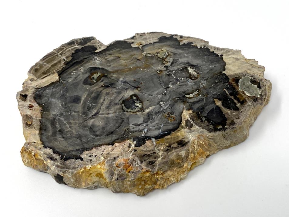 Fossilised Wood Slice 10.2cm | Image 1