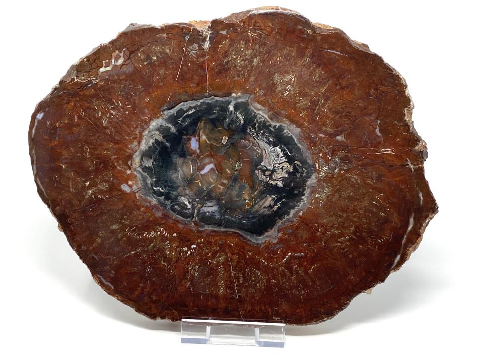 Fossilised Wood Slice 30.5cm | Image 1