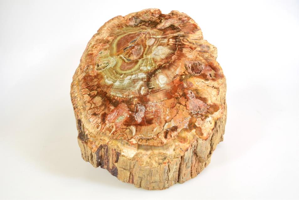 Fossilised Wood Log bevel cut 16.5cm | Image 1