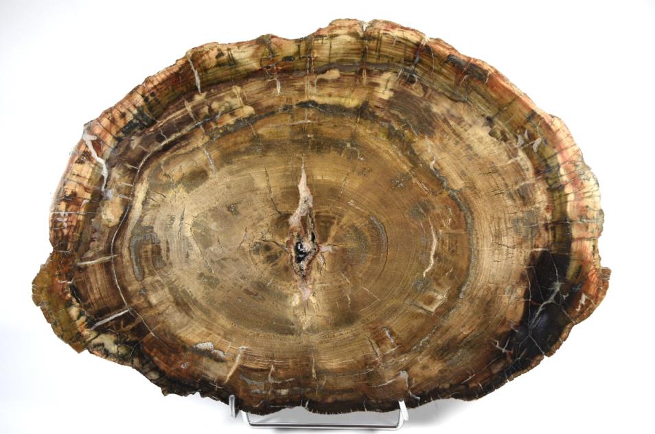 Fossilised Wood Slice Large 52.5cm | Image 1