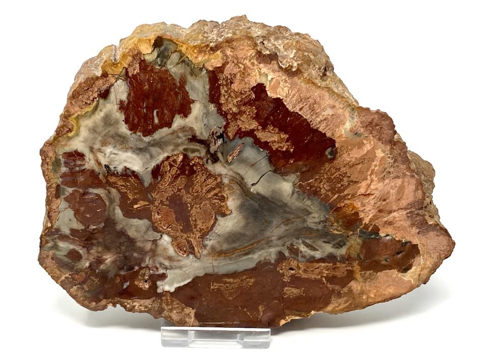 Fossilised Wood Slice 15.4cm | Image 1