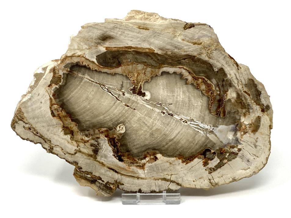 Fossilised Wood Slice 18cm | Image 1