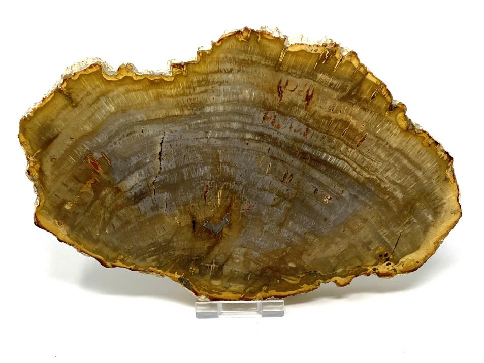 Fossilised Wood Slice 20.5cm | Image 1