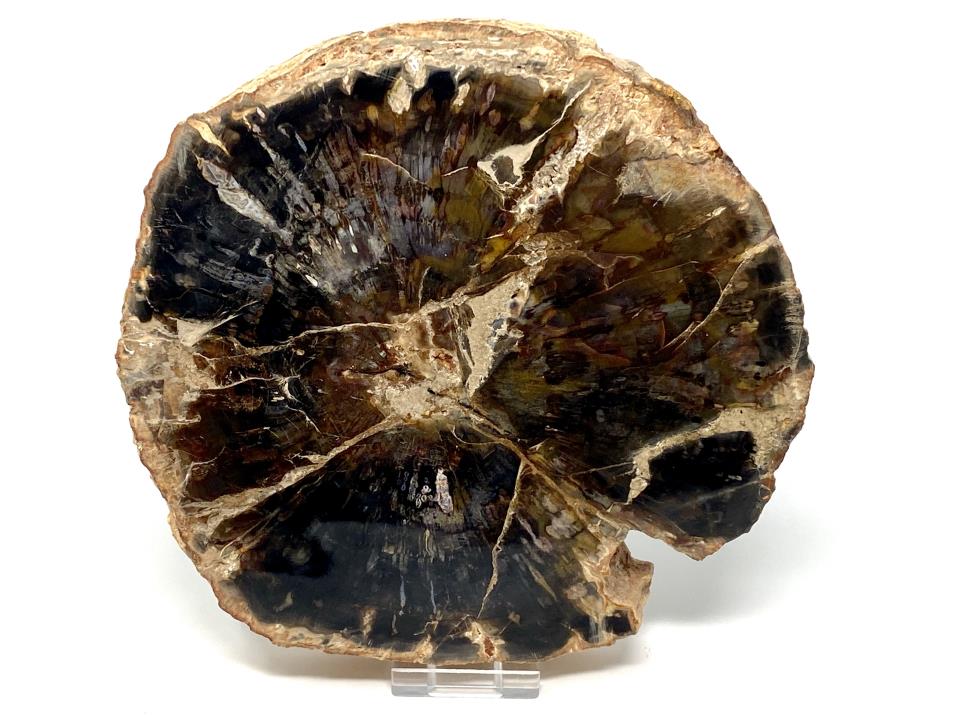 Fossilised Wood Slice Large 18.8cm | Image 1