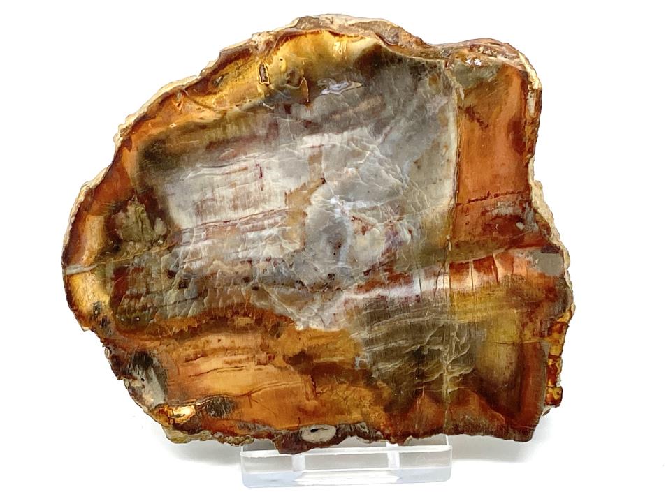 Fossilised Wood Slice 9.5cm | Image 1