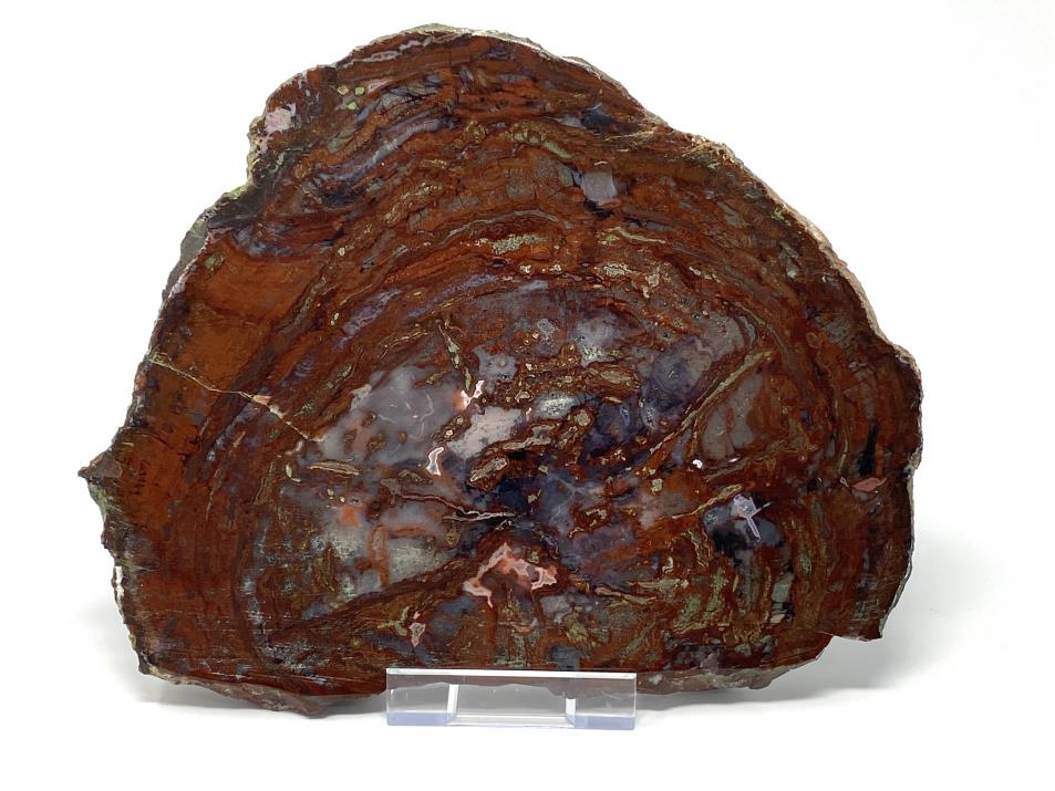 Fossilised Wood Slice 25.5cm | Image 1