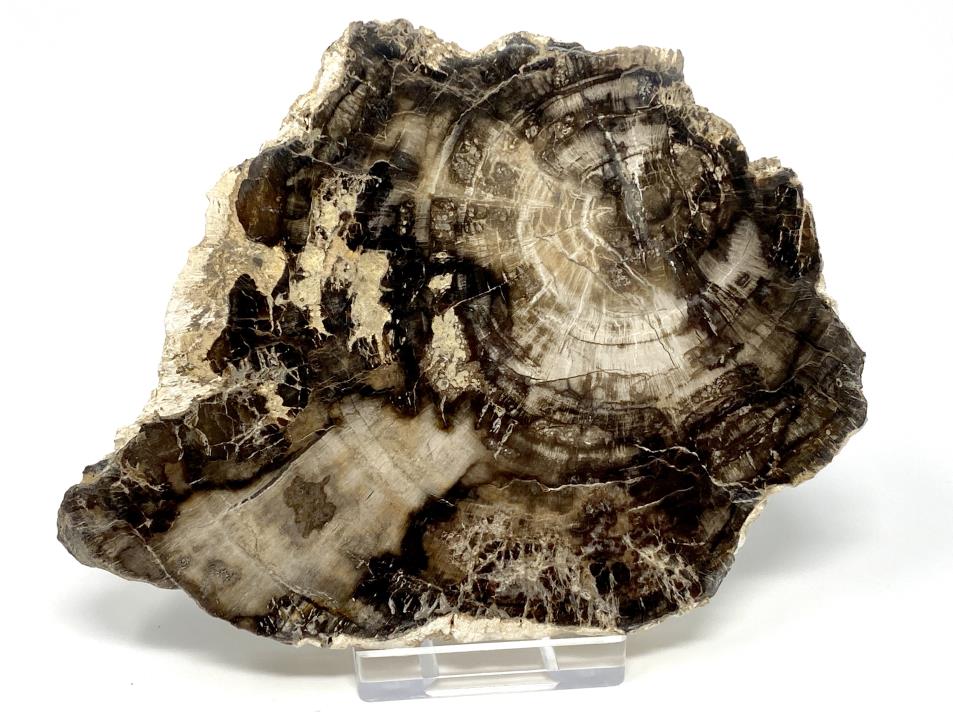 Fossilised Wood Slice 12.5cm | Image 1
