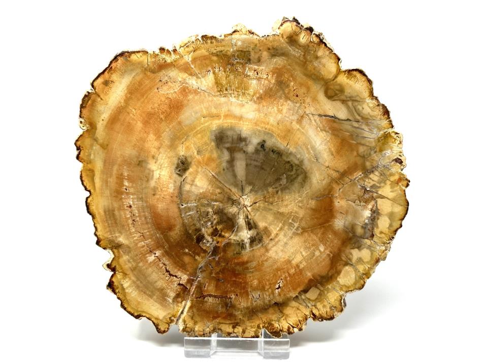 Fossilised Wood Slice 13cm | Image 1