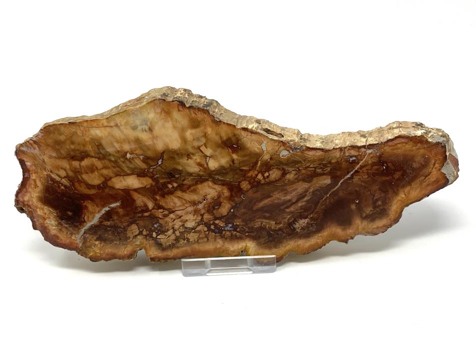 Fossilised Wood Slice 19cm | Image 1