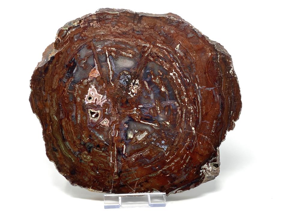 Fossilised Wood Slice 26cm | Image 1