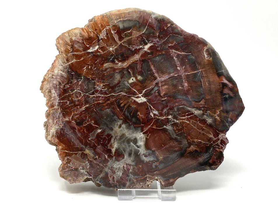 Fossilised Wood Slice 14.6cm | Image 1