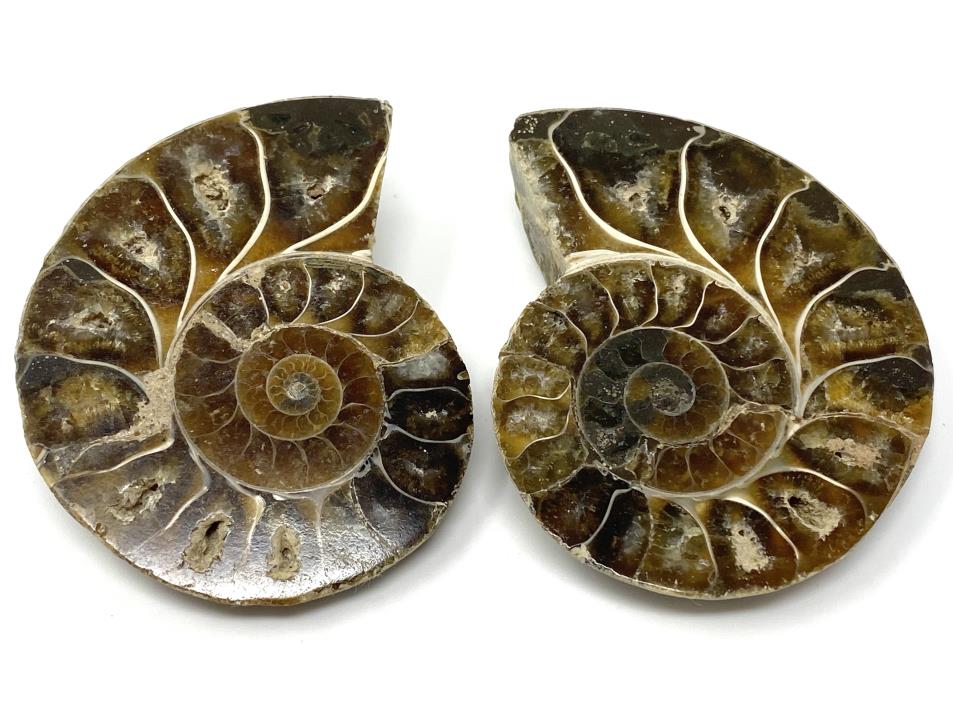 Ammonite Pair 6.1cm | Image 1