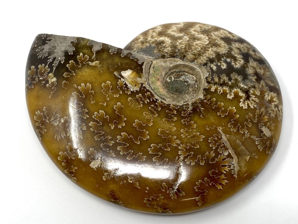 Ammonite Cleoniceras 11cm | Image 1