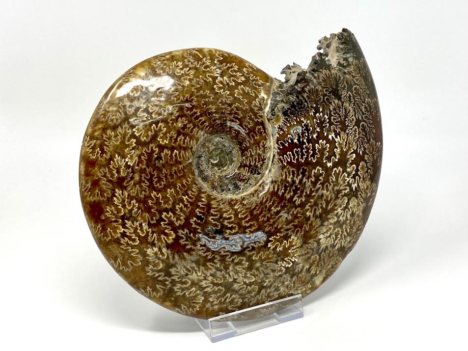 Ammonite Cleoniceras Very Large 26cm | Image 1