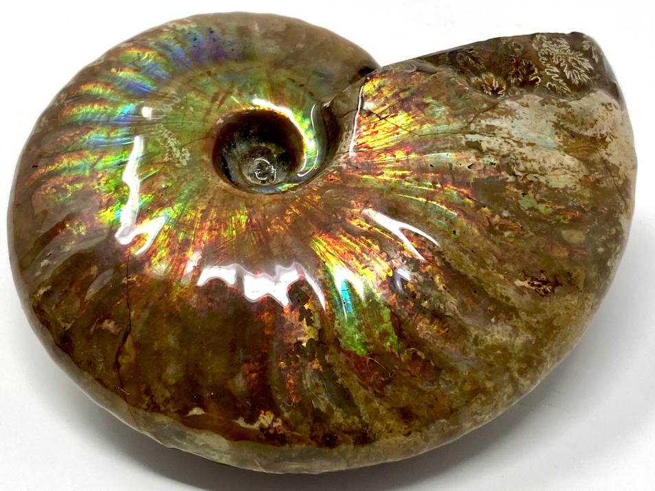 Ammonite Iridescent Large 8.7cm | Image 1