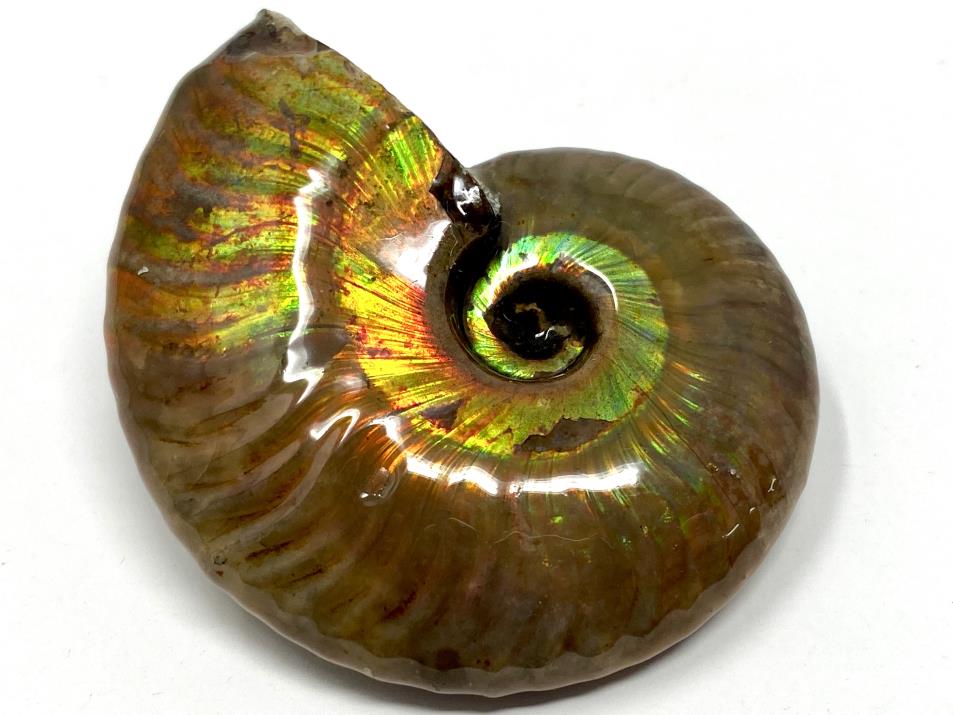 Ammonite Iridescent 6.2cm | Image 1