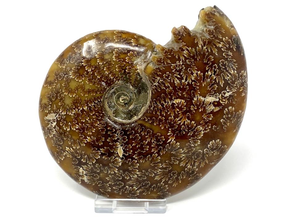 Ammonite Cleoniceras Large 13.3cm | Image 1