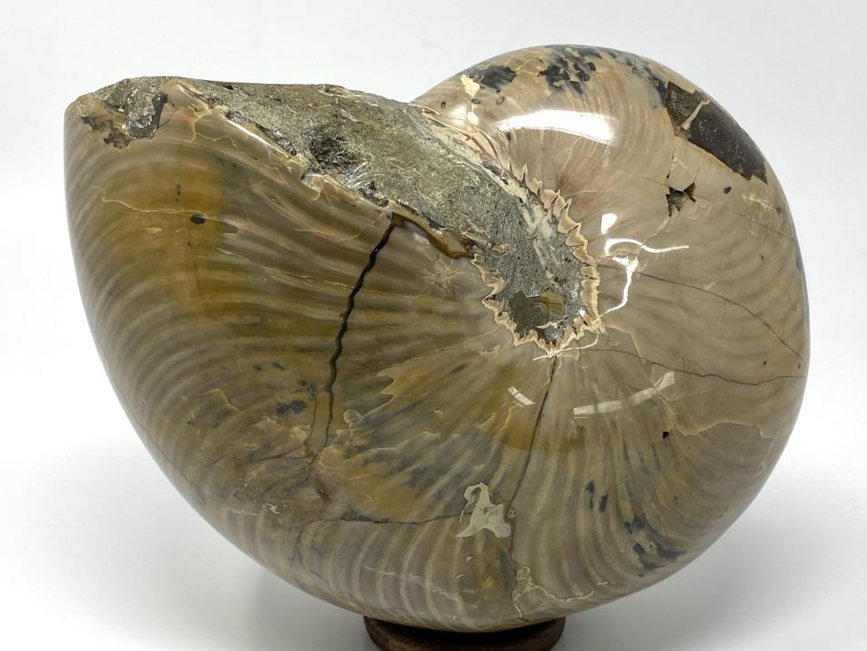 Nautilus Fossil Large 18.3cm | Image 1
