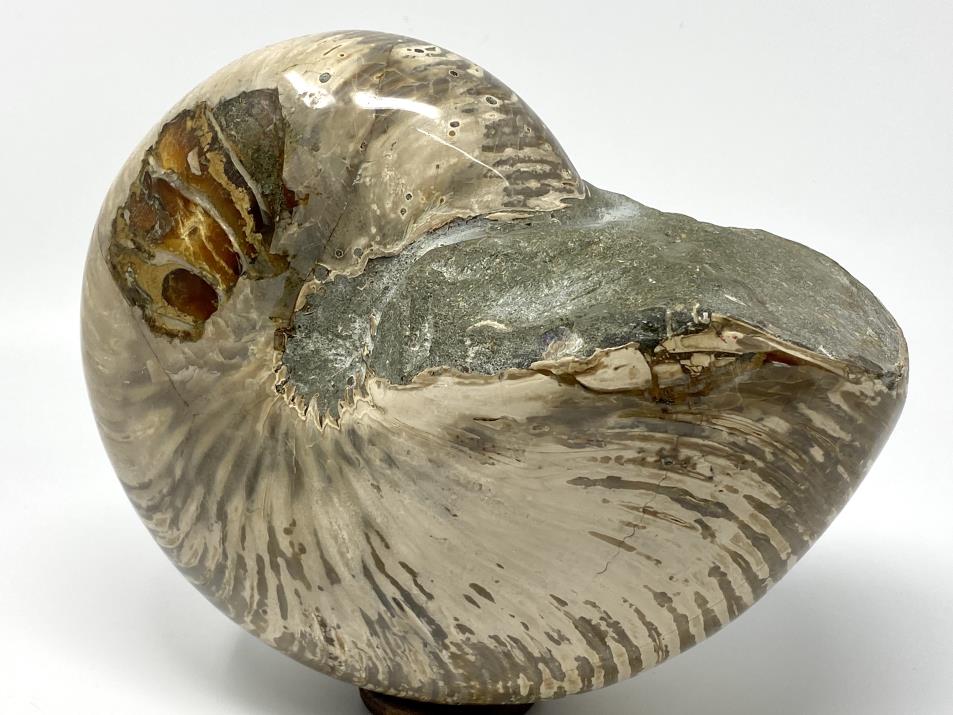Nautilus Fossil Large 22.7cm | Image 1