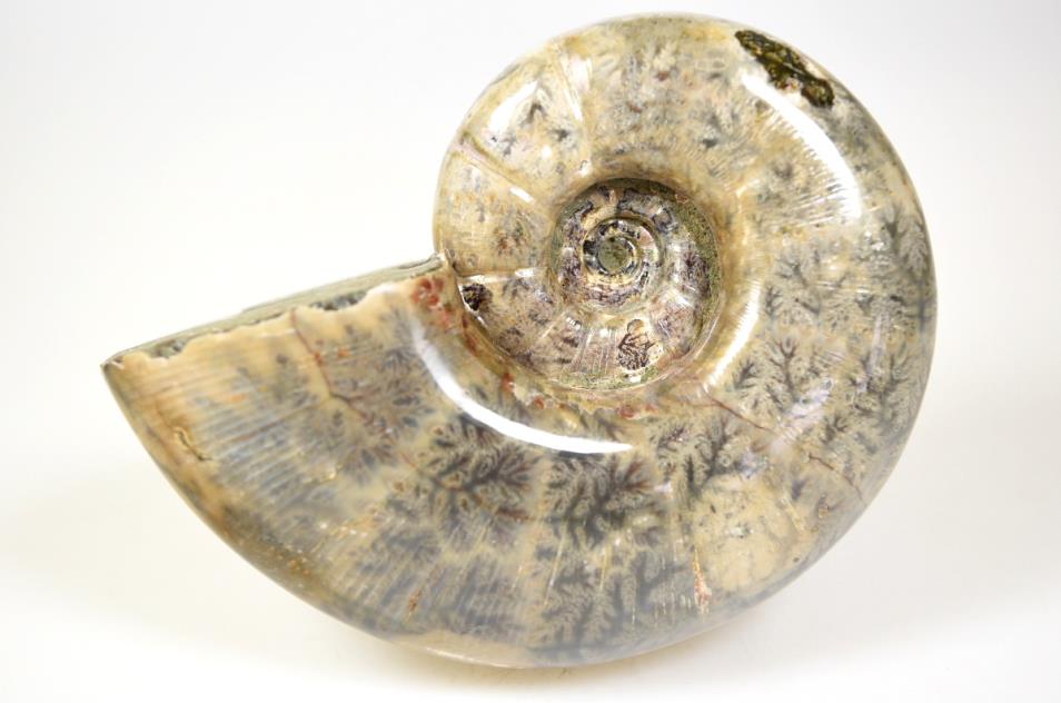 Ammonite Lytoceras 11.5cm | Image 1