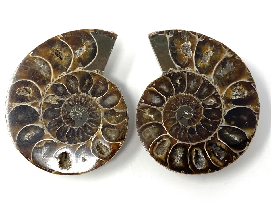 Ammonite Pair 4.9cm | Image 1