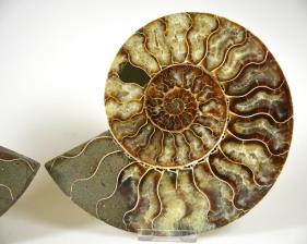 Ammonite Pair 17.8cm | Image 2