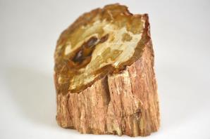 Fossilised Wood Branch bevel cut 9.2cm | Image 3