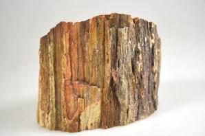 Fossilised Wood Branch bevel cut 9.2cm | Image 4