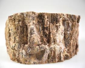Fossilised Wood Branch bevel cut 10cm | Image 4
