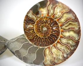 Ammonite Pair 18cm | Image 2