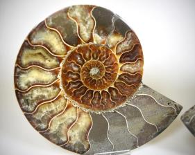 Ammonite Pair 18cm | Image 3