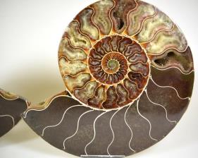 Ammonite Pair 16.9cm | Image 2