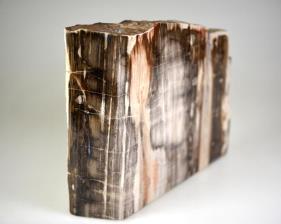 Fossilised Wood Freeshape 15cm | Image 3