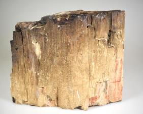Fossilised Wood Freeshape 15cm | Image 4