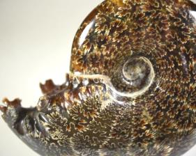 Ammonite Cleoniceras 13.5cm | Image 2