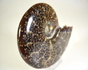 Ammonite Cleoniceras 13.5cm | Image 5