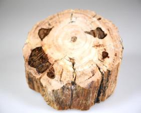 Fossilised Wood Branch bevel cut 7.2cm | Image 2