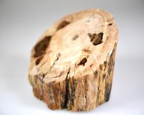 Fossilised Wood Branch bevel cut 7.2cm | Image 3