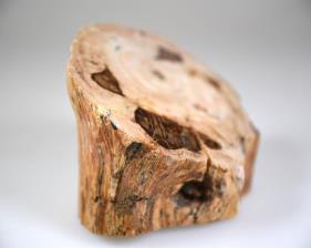 Fossilised Wood Branch bevel cut 7.2cm | Image 5