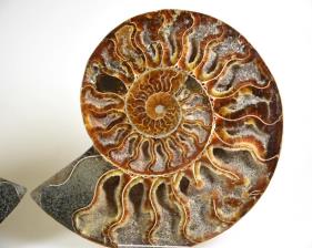 Ammonite Pair 15.4cm | Image 2