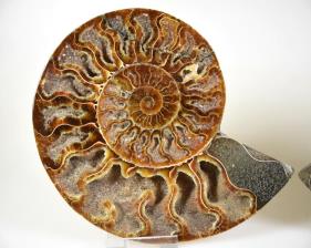 Ammonite Pair 15.4cm | Image 3