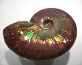 Ammonite Iridescent 7.4cm | Image 4
