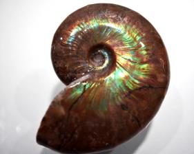 Ammonite Iridescent 7.4cm | Image 5