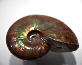 Ammonite Iridescent 7.4cm | Image 6