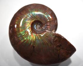 Ammonite Iridescent 7.4cm | Image 2