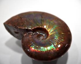 Ammonite Iridescent 7.4cm | Image 3