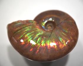 Ammonite Iridescent 5.1cm | Image 4