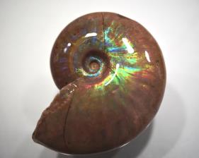 Ammonite Iridescent 5.1cm | Image 5